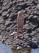 Dakota Johnson nude